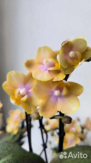Орхидеи фаленопсис ароматные парфюмерные фабрики