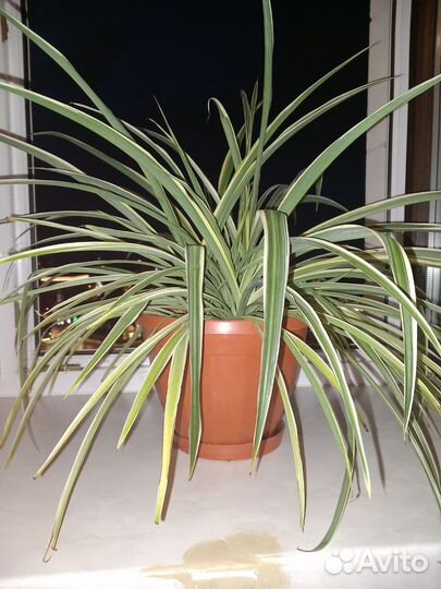 Хлорофитум 2 штуки большие в больших горшках