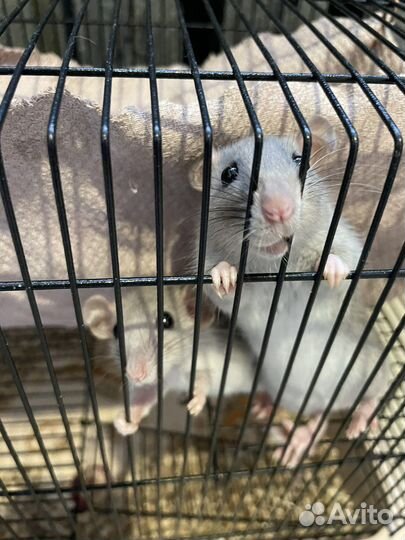 Декоративная крыса Дамбо