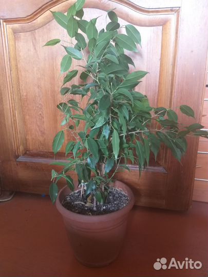 Фикус,монстера,папоротник