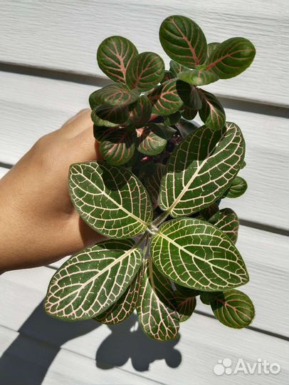 Комнатные растения цветы