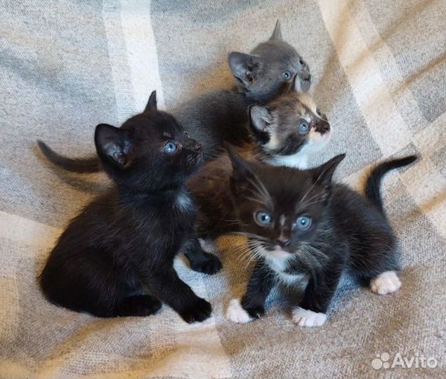 Отдам в добрые руки котят