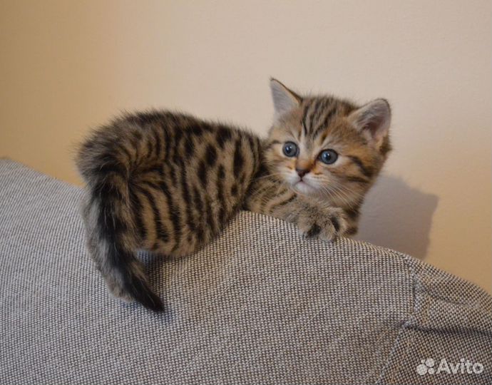 Отдам кошечку в добрые руки