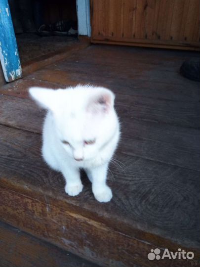 Белый котенок