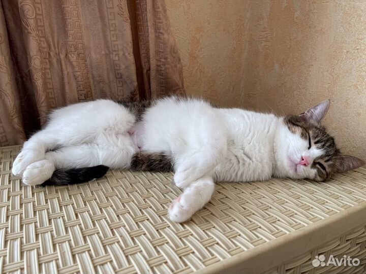 Добрая и нежная Полумна ищет дом