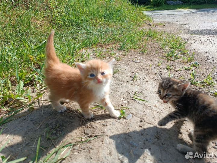 Котики в добрые руки