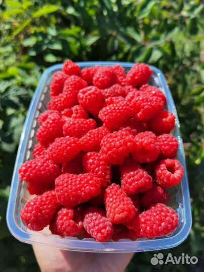 Крупная малина