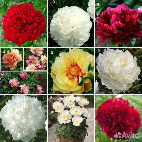 Пионы саженцы