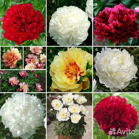 Пионы саженцы