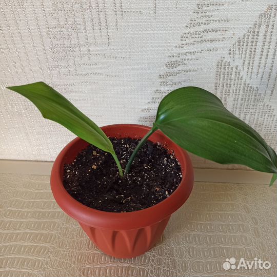 Лилия в горшочке