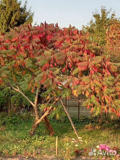 Саженцы сумах