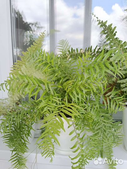 Папоротник нефролепис Биссерата фурканс