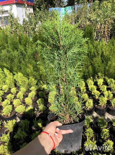 Туя западная Смарагт