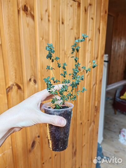 Тимьян (чабрец)