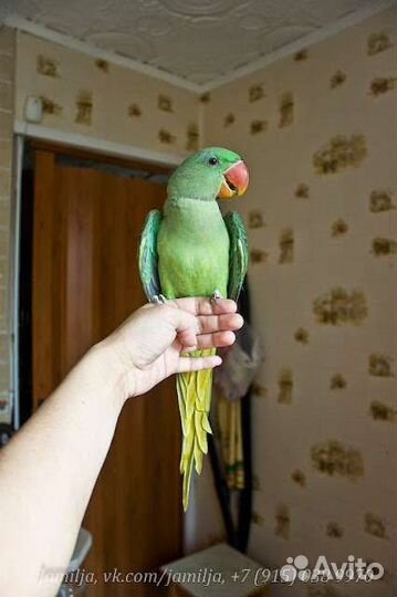 Попугай выкормыш