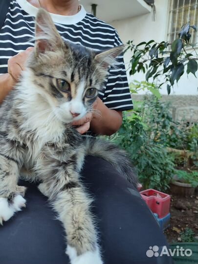 Помесь Шотландская