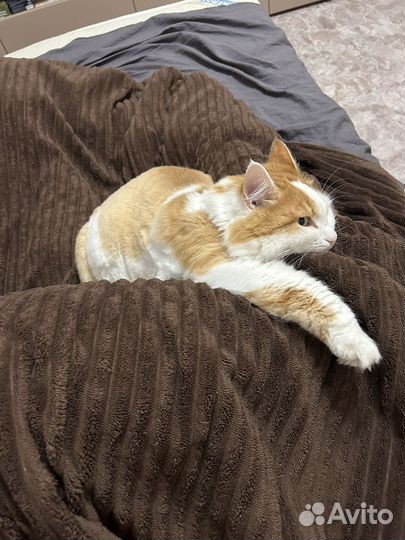 Отдам кота в добрые руки