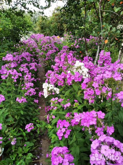 Флоксы 1-1,5 метра