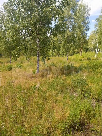 Участок 24 сот. (СНТ, ДНП)