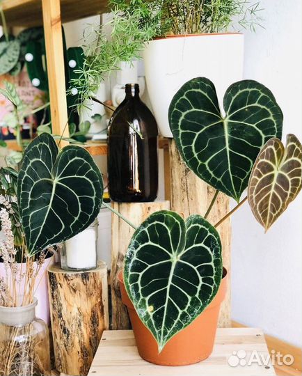 Антуриум кларинервиум