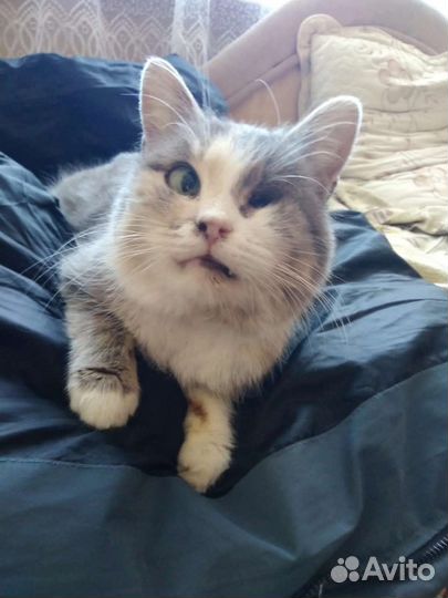 Кошка в добрые руки