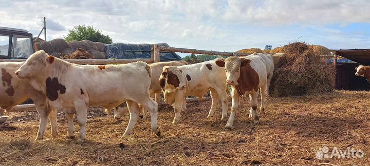 Телки, бычки, телята,симменталы