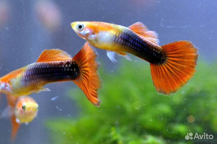 Рыбки гуппи