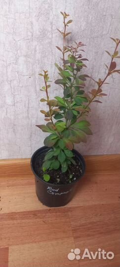 Барбарис тунберга