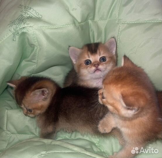 Котята золотая шиншилла