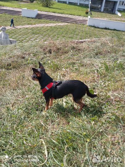 Вязка чихуахуа