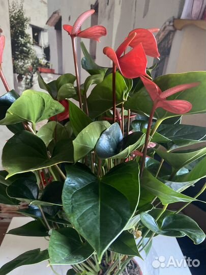 Антуриум пур оранж