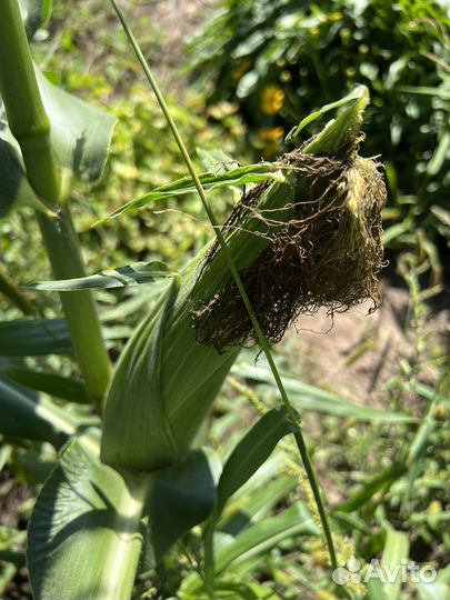 Кукуруза сладкая