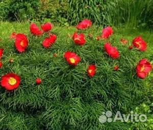 Пион Марьин Корень (уклоняющийся)