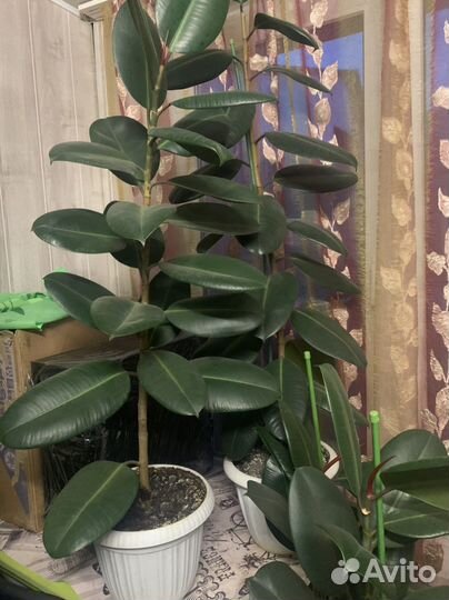 Комнатные растения цветы