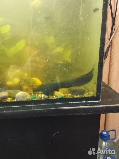 Аквариумные рыбки с аквариумом на 120 литров