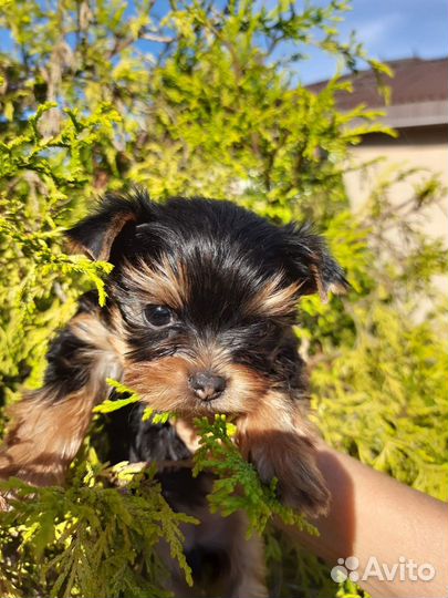 Йоркширский терьер