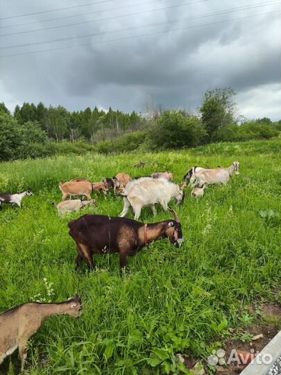 Дойные козы Ламанча