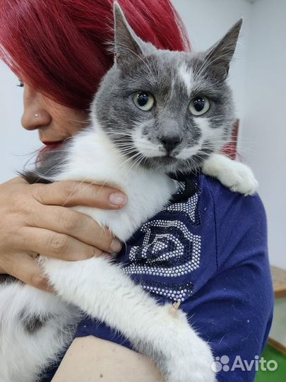 Кошечка ищет дом