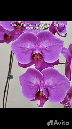 Орхидея бабочка