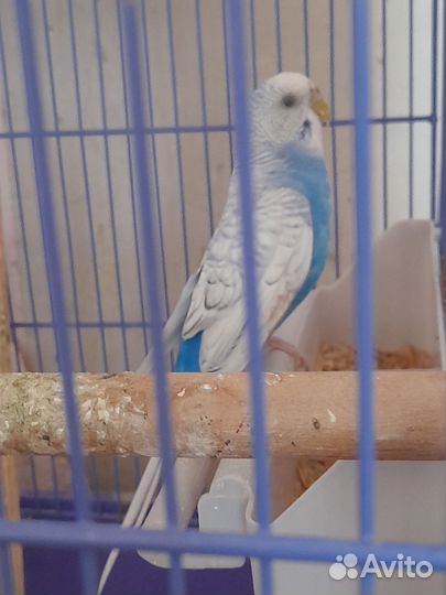 Волнистый попугай