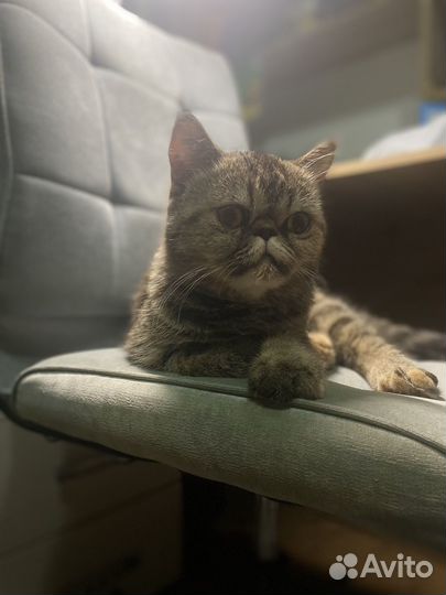 Кошки в добрые руки