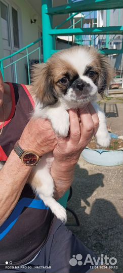 Щенки японский хин