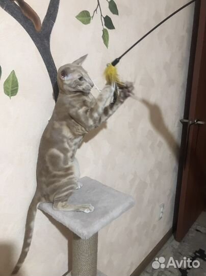 Ориентальный кот вязка