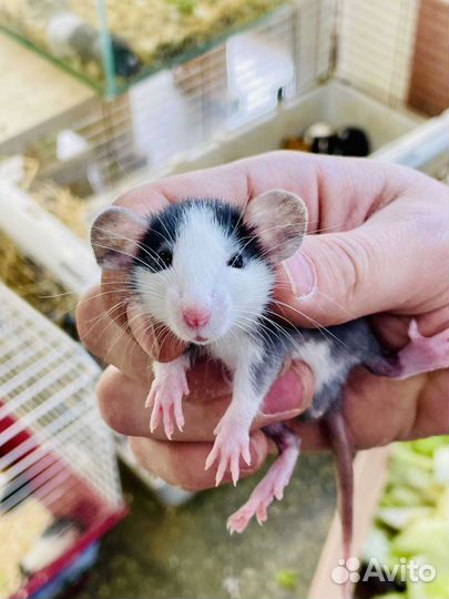 Декоративная крыса дамбо