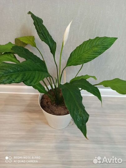 Спатифиллум(женское счастье)