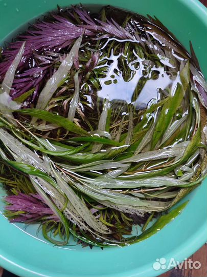 Аквариумные растения прополка