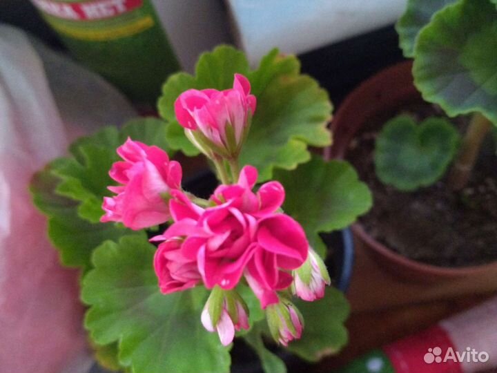 Пеларгонии сортовые