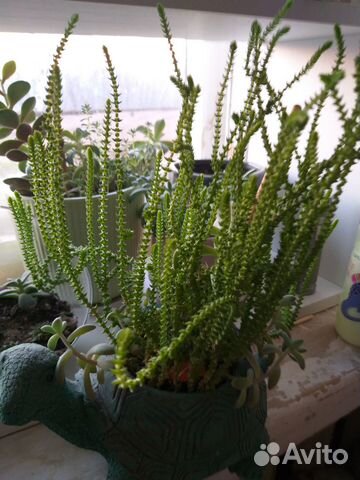 Кактусы и суккуленты