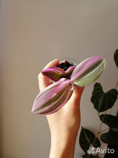 Традесканция нанук