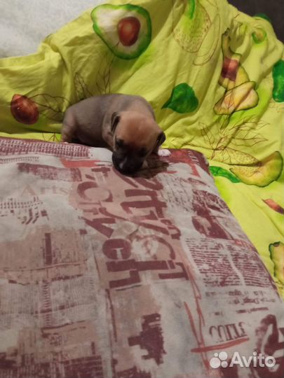 Щенки американского стаффорда